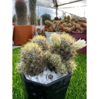 แมมเม็ดพริกหนามเหลือง Mammillaria Prolifera