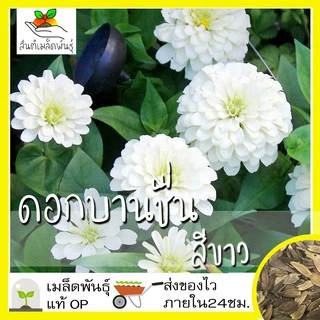 เมล็ดพันธุ์ ชุดดอกบานชื่น ปลูกง่าย ทนร้อน โตไว พร้อมส่ง บานชื่นคละสี/สีขาว/พรมเปอร์เซียร์/สีเหลือง/สีม่วง/ลิลลิพุท/สีส้ม