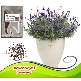 เมล็ดพันธุ์ลาเวนเดอร์ (English Lavender) 30 เมล็ด เมล็ดพันธุ์ดอกลาเวนเดอร์ เมล็ดดอกไม้ เมล็ดพันธู์ดอกไม้ เมล็ดลาเวนเดอร์