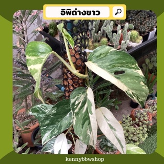 อิพิด่างขาว  Epipremnumpinnatumvariegata