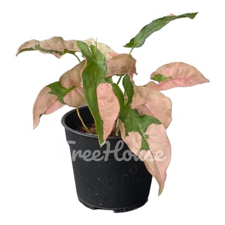 พิ้งค์ลาวา (Syngonium pink lava) กระถาง 4 นิ้ว