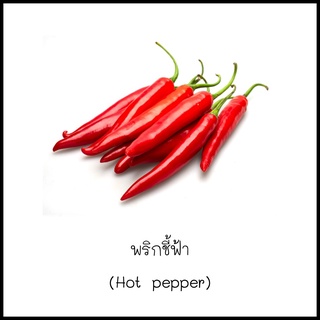 เมล็ดพริกชี้ฟ้า (Hot pepper) 20 เมล็ด [10 แถม 1 คละได้]