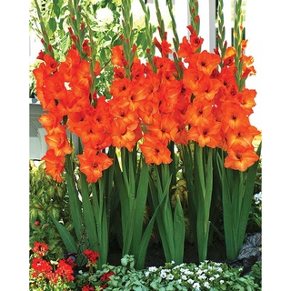 10 หัว แกลดิโอลัส (Gladiolus) หรือดอกซ่อนกลิ่นฝรั่ง สีส้ม เป็นดอกไม้แห่งคำมั่นสัญญา ความรักความผูกพัน สินค้าตามรูป