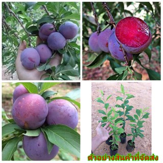 (ขาย ต้น พันธุ์ ) ต้น กล้า ลูกพลัมดำ Black Amber Plum ลูกพรัมดำ ลูกพลัม ดำ พลัมม่วง ลูกพลัมม่วง ต้นพลัมม่วง