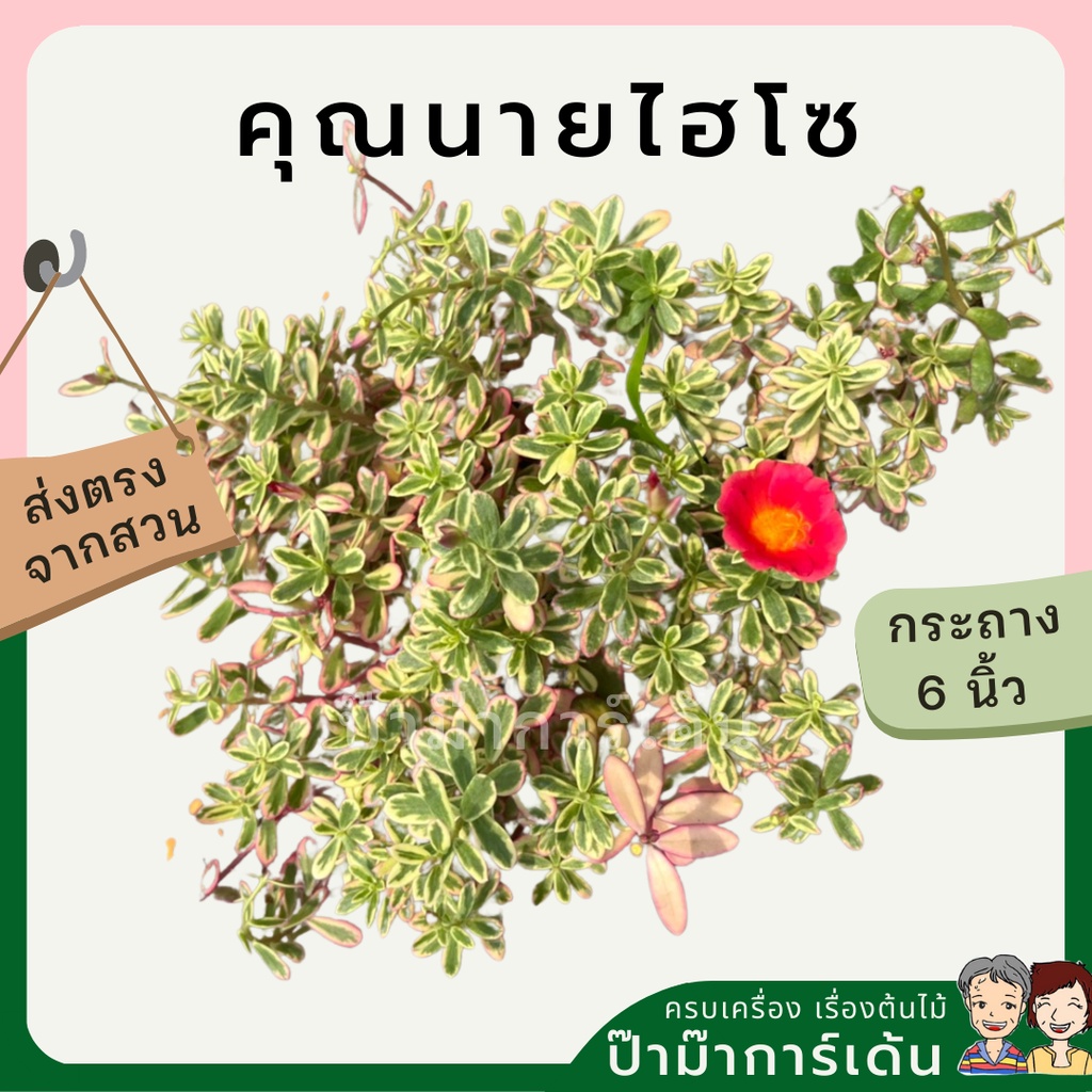 มุมมอง 2