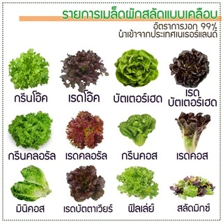 เมล็ดพันธุ์ผักสลัดเคลือบ ปลูกง่าย งอกเร็ว 99% ปลูกในบ้าน ไฮโดรโปนิกส์ ผักปลอดสาร กรีนโอ๊ค ผักคอส