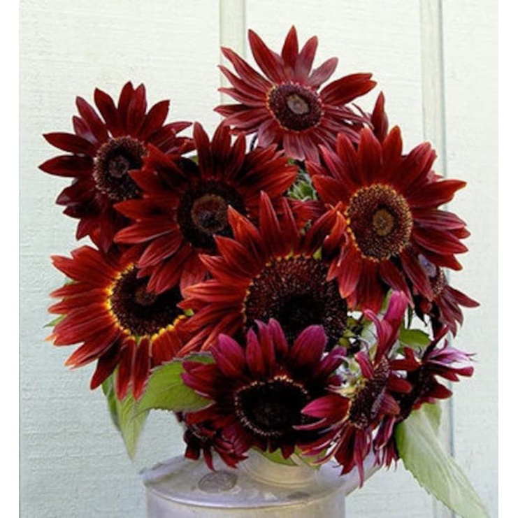 8 เมล็ด ทานตะวันสีแดงกำมะหยี่ (สีแดงระดับ7) Velvet Queen Sunflower - รูปที่ 2