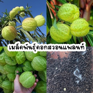 เมล็ดพันธุ์ดอกสวอนแพลนท์ ดอกบอลลูน 10 เมล็ด