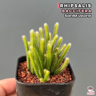 ริปซาลิส ปะการัง Rhipsalis burchellii กุหลาบหิน cactus&amp;succulentหลากหลายสายพันธุ์