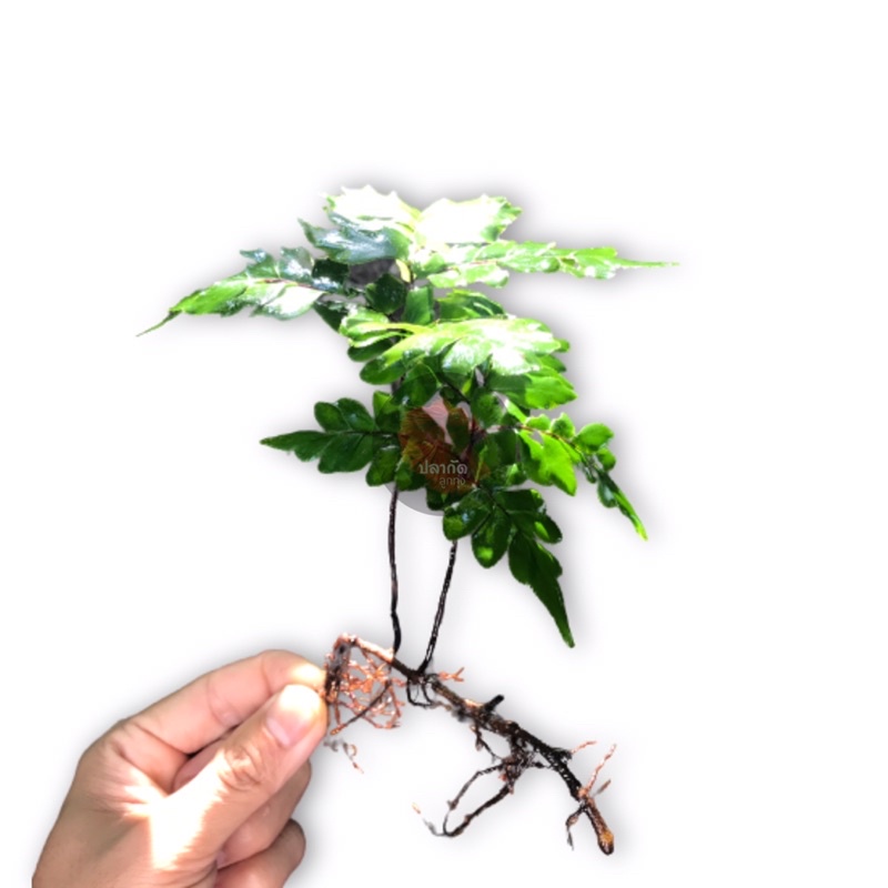 เฟิร์นก้านดำ เฟิน สำหรับเลี้ยงปลากัด