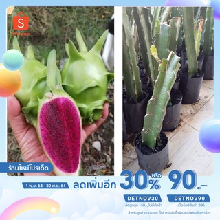 [เหลือ 159 .- ใส่โค้ด "DETNOV30"] แก้วมังกรบิ้วตี้(กิ่งพันธุ์)