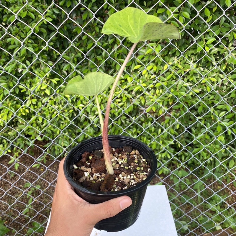 โคโลคาเซียโมจิโต้ ด่างสวย ลายดุ ( Colocasia Mojito ) ไม้หน่อ 2 ใบ