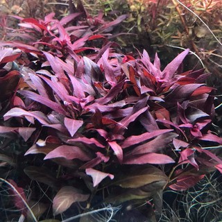 ลัดวิเจียเพอเรนสีส Ludwigia Peruensis : ไม้ข้อสำหรับปลูกตู้ไม้น้ำ ตู้ปลา ในตำแหน่งหลังตู้ สีแดงเข้ม