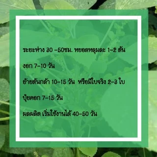 เมล็ดตำแยแมว ตำแยป่า หญ้าแมว 100 เมล็ด (เก็บสด)