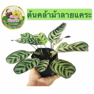 คล้าม้าลายแคระ คล้า calathea ใบสีม่วง (ขายถุงดำ ) ใบด่างลายสวย ไม้มงคลฟอกอากาศ เสริมมงคล โชคลาภ ค้าขายร่ำรวย