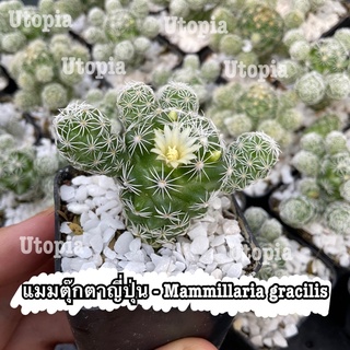 แมมตุ๊กตาญี่ปุ่น *มีหน่อทุกต้น - Mammillaria gracilis