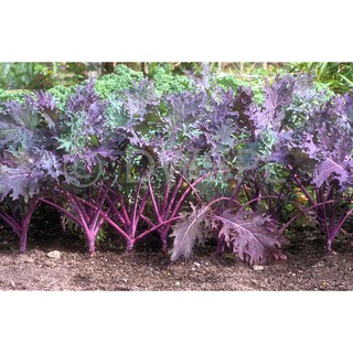 เมล็ด เคลแดงรัสเซีย - Red Russian Kale