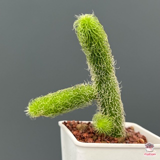 เก๋งจีนหนอนชาเขียว Stapelianthus Pilosus แคคตัส กระบองเพชร cactus&amp;succulent