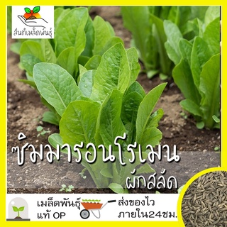 เมล็ดพันธุ์ ผักสลัด ซิมมารอนโรเมนมล็ด Cimmaron Romaine Lettuce เมล็ดพันธุ์แท้ นำเข้าจากต่า50 เมล็ด (ไม่ใช่พืชที่มีชีวิต)