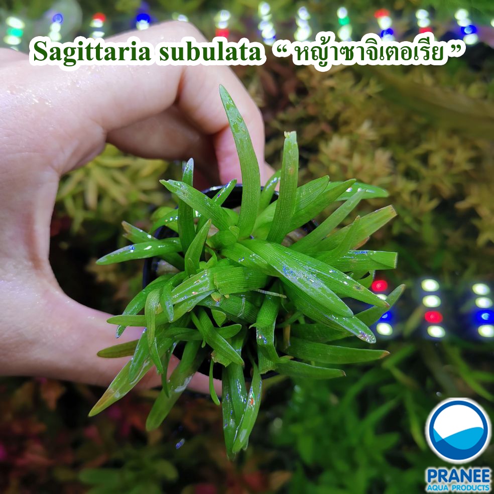 Sagittaria subulata หญ้าซาจิเทอเรียพร้อมปลูก ​(ต้นไม้น้ำ)