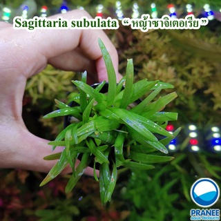 Sagittaria subulata (หญ้าซาจิเทอเรีย) พร้อมปลูก ​(ต้นไม้น้ำ)