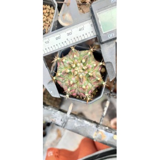 Gymnocalycium varigata clone Godji