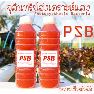 จุลินทรีย์สังเคราะห์แสง (PBS) 1 ลิตร (นำไปขยายเชื้อได้)