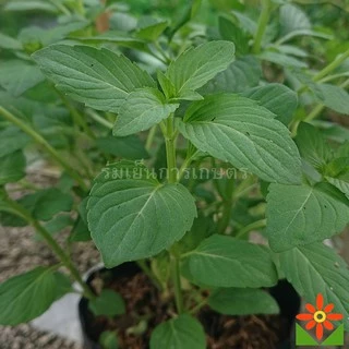 ต้นเปปเปอร์มิ้นต์ ใบหอม มิ้น rmint ในถุงดำ 5.5 นิ้ว ต้นมิ้น กลิ่นคล้ายยาสีฟัน
