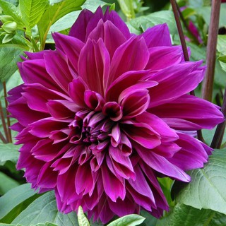 รักเร่ Dahlia สายพันธุ์ Thomas Edison นำเข้าจากเนเธอร์แลน หัวสดใหม่ 1 หัว/ออเดอร์