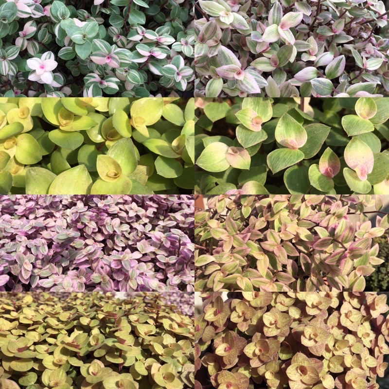 ริบบิ้นชาลีด่างชมพู สีเหลืองทอง และสีเขียว #Callisia Repens (พรีออเดอร์)งานสั่งทำค่ะ