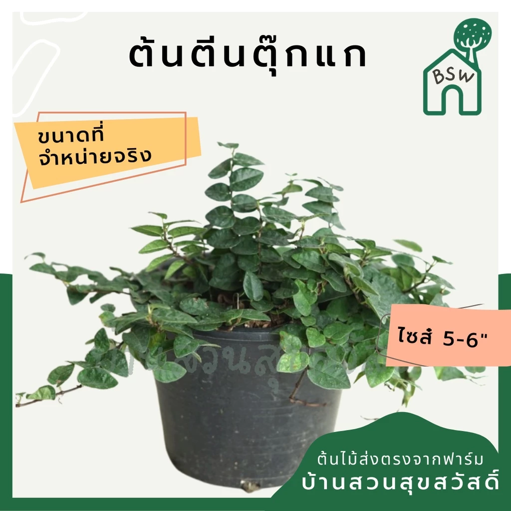 ตีนตุ๊กแก ไม้เลื้อยเกาะผนังบ้าน ชอบแดด มาในกระถางพร้อมตั้ง