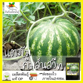 เมล็ดพันธุ์ แตงโมคิมสันสวีท 30 เมล็ด Crimson Sweet Watermelon Seed เมล็ดพันธุ์แท้100% นำเข้าจากต่างประเทศ ปลูกผัก สวน