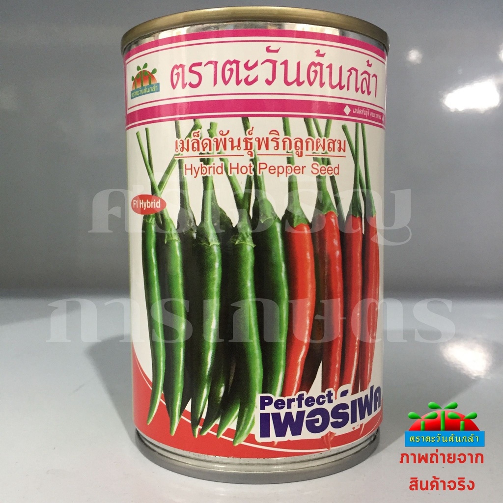 เมล็ดพันธุ์พริก เพอร์เฟค 50g ตะวันต้นกล้า
