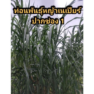 ท่อนพันธุ์หญ้าเนเปียร์ ปากช่อง 1