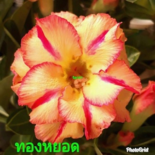 12 เมล็ด เมล็ดพันธุ์ ชวนชม สายพันธุ์ไต้หวัน ดอกสีส้ม Adenium Seeds