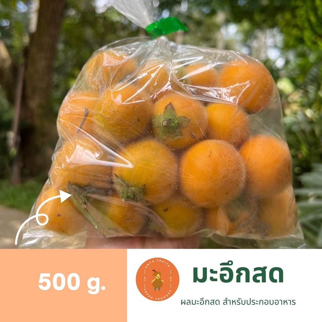 ผลมะอึกสด ส่งเร็ว สด ส่งตรงจากสวน 500g. สมุนไพรพื้นบ้าน น้ำพริกมะอึก ส้มตำ ยำมะอึก