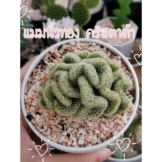 แมมนิ้วทองคริสตาต้า แคคตัส 🌵 Mammillaria Elongata cristata 🌵