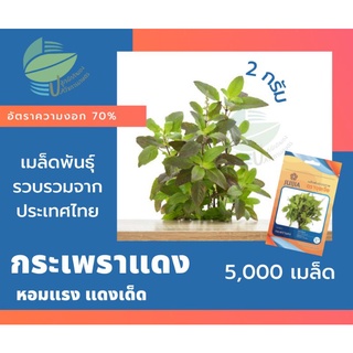 กะเพราแดง (Red Holy Basil)