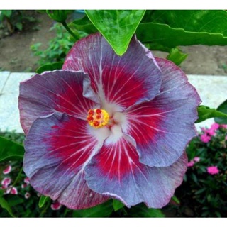 เมล็ดพันธุ์ชบาไต้หวันอิมเพรสชั่น(Impression Taiwan Hibiscus Seed)บรรจุ 10 เมล็ด ของแท้ คุณภาพดี นำเข้าจากต่างประเทศ