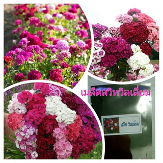 เมล็ดสวิทวิลเลี่ยมคละสี  100 +เมล็ด   60 บาท ปลูกประดับเพื่อความสวยงาม