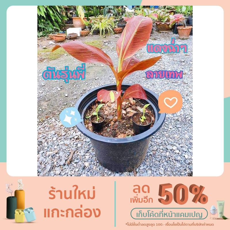 🍌กล้วยด่างแดงอินโด🍁 กระถาง 3นิ้ว (Musa Siam Ruby) ลายพายุ สีแดงเข้มสด