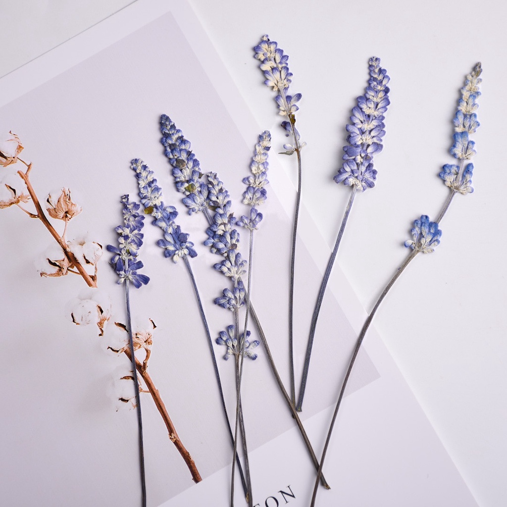 ลาเวนเดอร์ Lavender ดอกไม้ทับ ดอกไม้แห้ง ดอกไม้ทับแห้ง