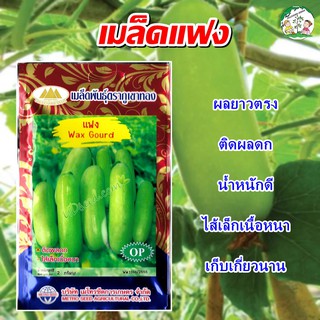 เมล็ดแฟง Wax Gourd เมล็ดพันธุ์แฟง แฟงใส้ตัน เมล็ดแฟงใส้ตัน แฟง ตราภูเขาทอง