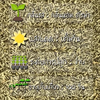 เมล็ดพันธุ์ คาโมมายล์ เยอรมัน 1000 เมล็ด German Chamomile Seed เมล็ดพันธุ์แท้ นำเข้าจากต่างประเทศ ปลูกผัก สวนครัว ถูกดี