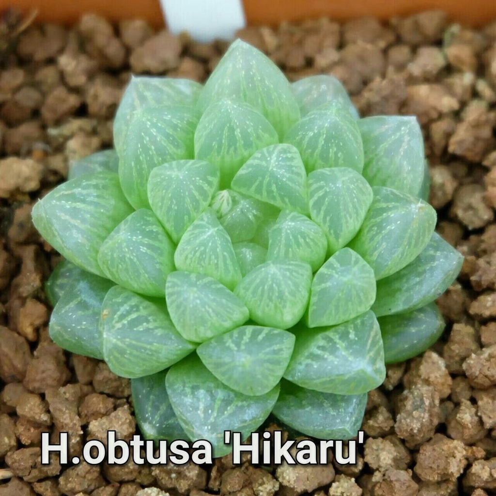 H.obtusa ‘Hikaru’ อ๊อบทูซ่าฮิคารุA044