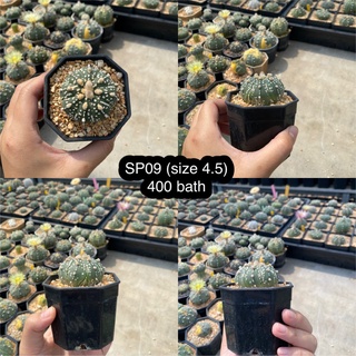 แอสโตรไฟตัม ซุปเปอร์ Sp09