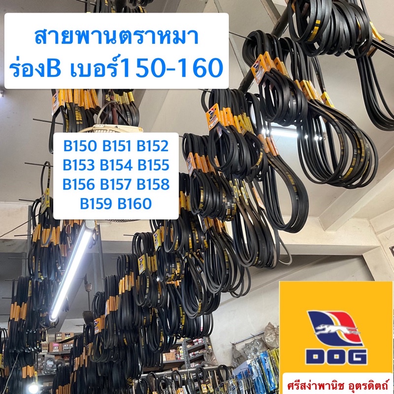 สายพานตราหมา ร่องB เบอร์150-160 / B150, B151, B152, B153, B154, B155, B156, B157, B158, B159, B160