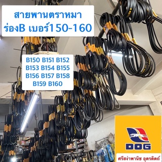 สายพานตราหมา ร่องB เบอร์150-160 / B150, B151, B152, B153, B154, B155, B156, B157, B158, B159, B160