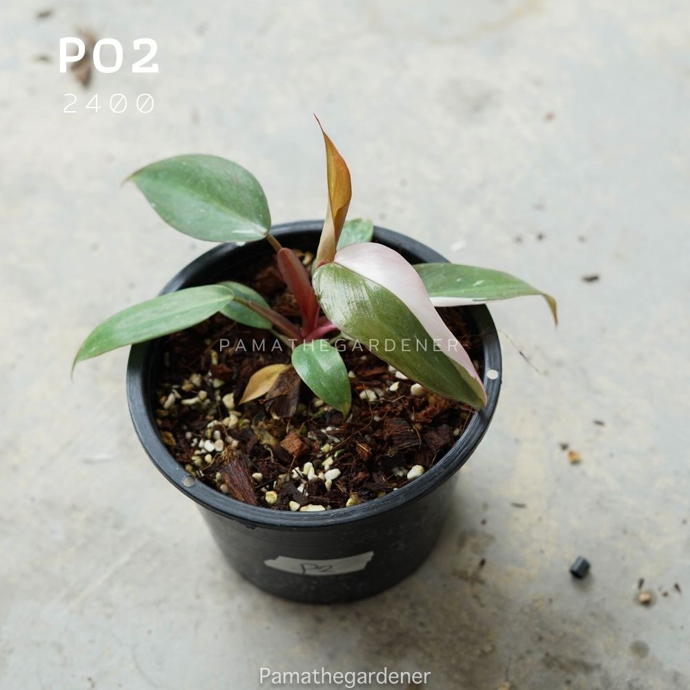 ต้นไม้ฟิโลเดนดรอน พิงค์ ปริ้นเซส เจ้าหญิงสีชมพู (Philodendron Pink Princess)