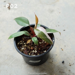 ต้นไม้ฟิโลเดนดรอน พิงค์ ปริ้นเซส เจ้าหญิงสีชมพู (Philodendron Pink Princess)